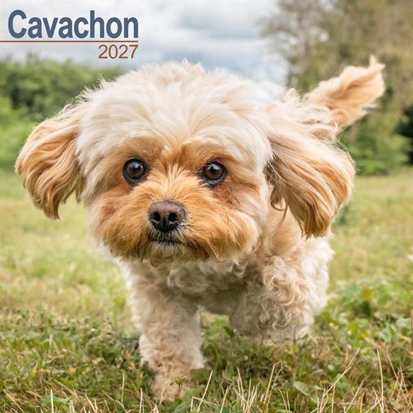 Cavachon Calendar 2027, Wall Calendars, Month To View, Dogs, Gift
