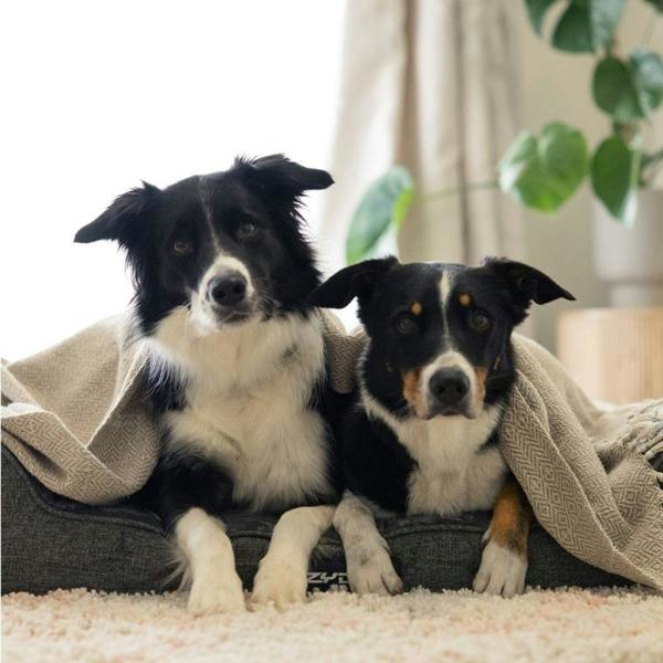EzyDog Next Gen Orthopaedic Lounger Dog Bed