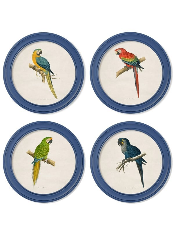 Exceptional Art C.1884 Collection of Macaws in Round Frames Blue