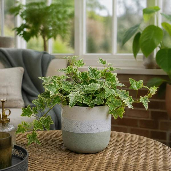 Hedera Variegated Ivy 12cm Pot Plants By Post