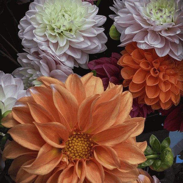 Dahlia Zinnia Lilliput Mix