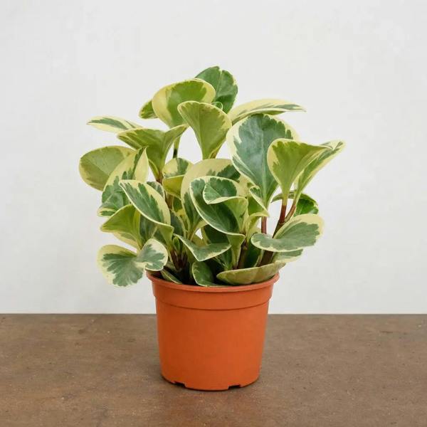 Peperomia Obtusifolia Variegated Radiator Plant 12cm Pot Plants By Post