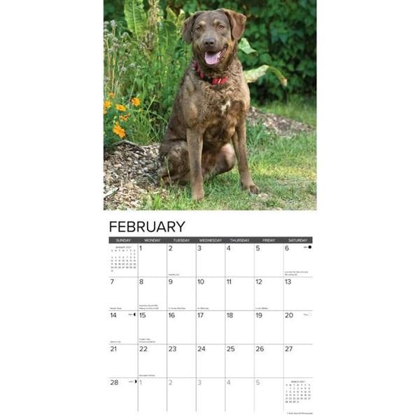 Just Chesapeake Bay Retrievers Calendar 2027, Wall Calendars, Month To View, Dogs, Gift