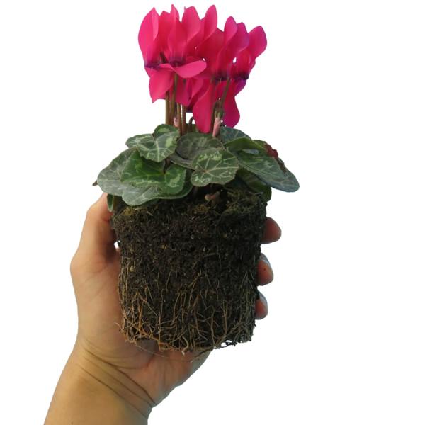Cyclamen Deep Rose 10.5cm Pot Pack of 3 & 6 Flowering Outdoor Plants Plants By Post