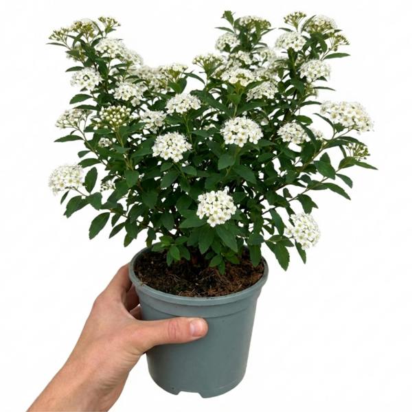 Spiraea nipponica Snowmound - 2L Pot The Rose Press Garden