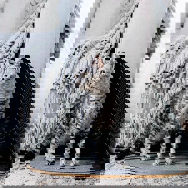 Accordion Pet House-Weilai Concept-Weilai Concept