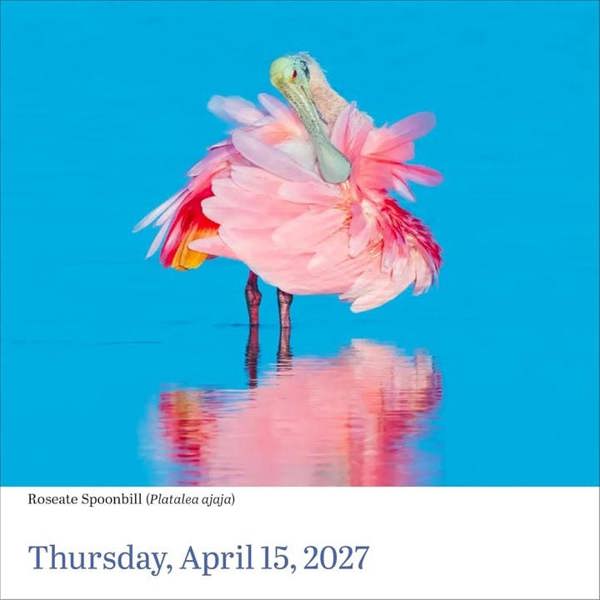 Audubon, Birds Desk Calendar 2027, Desk Calendars, Day To View, Animals, Gift