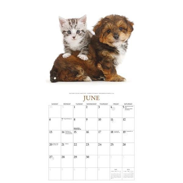 Puppies & Friends Calendar 2027, Wall Calendars, Month To View, Dogs, Gift