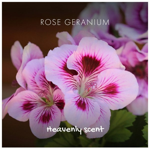 Rose geranium flowers