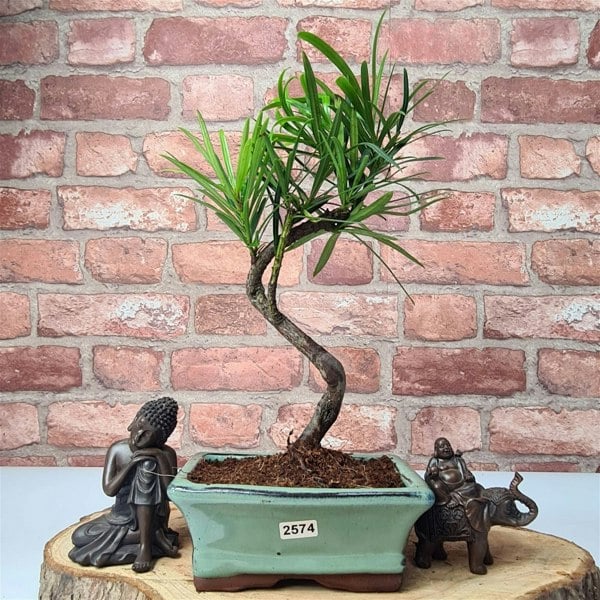 Buddhist Pine (Podocarpus Micro) Bonsai Tree | Shaped | In 15cm Pot - Yorkshire Bonsai