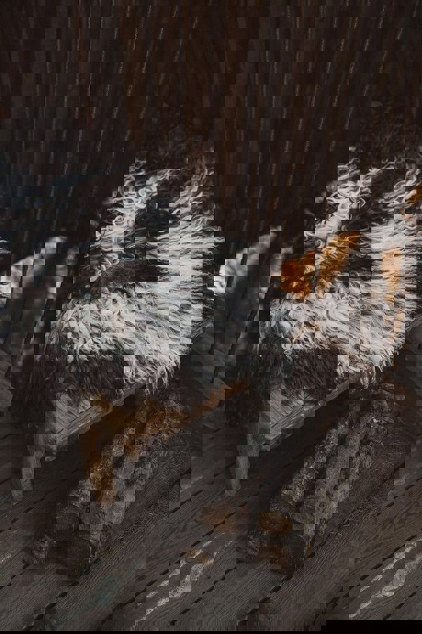 Austrian Curly Sheepskin | Natural Colors | 90 cm Blacky