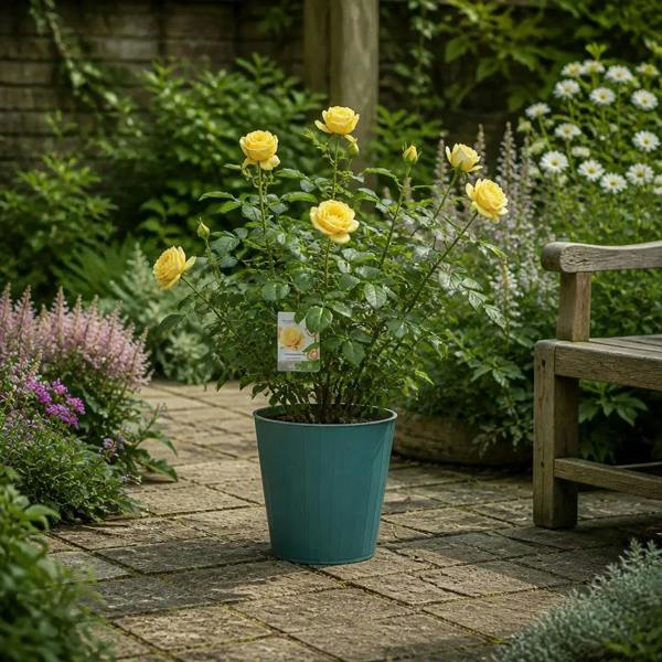 5L Rose Anniversary Wishes Yellow Rose Bush - Beautiful Flowering Garden Plant - Metal Teal Vertical Line