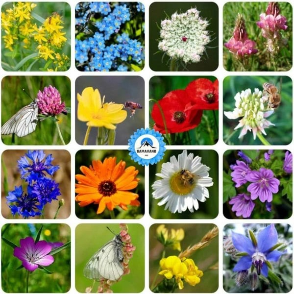 a collage of different flowers