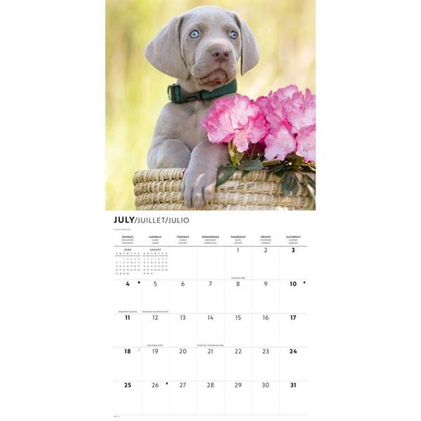 Weimaraners Calendar 2027, Wall Calendars, Month To View, Dogs, Gift