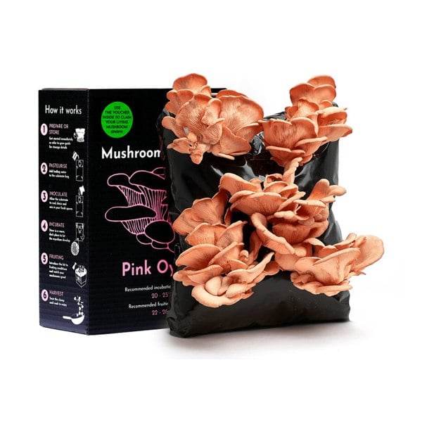 Urban Farm-It Oyster Mushroom Growing Kit – Gift Option