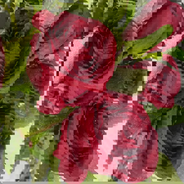 Leaf Pack of 6 x 60cm Artificial Red Rose Flower