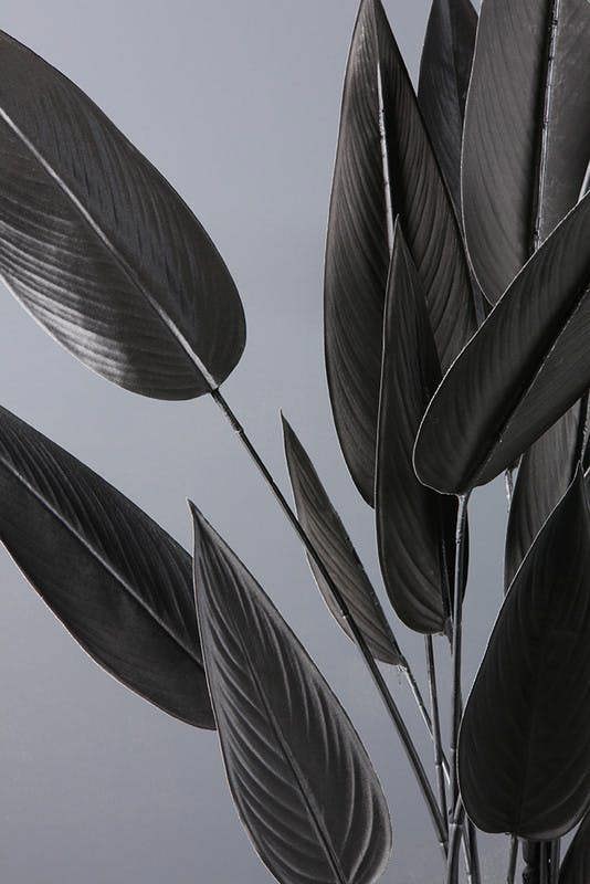Scottish Everlastings 160cm Black Bird of Paradise Tree
