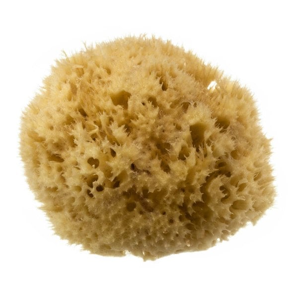 Hydréa London Natural Honeycomb Sea Sponge - size 4-4.5"