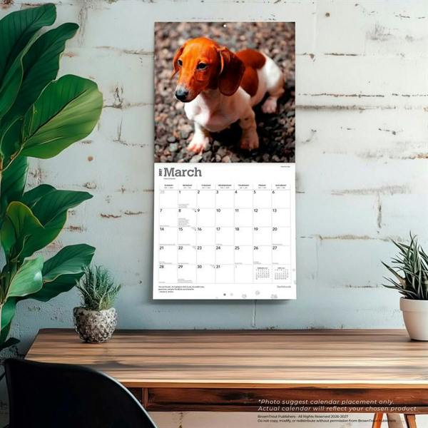 Dachshunds Calendar 2027, Wall Calendars, Month To View, Dogs, Gift