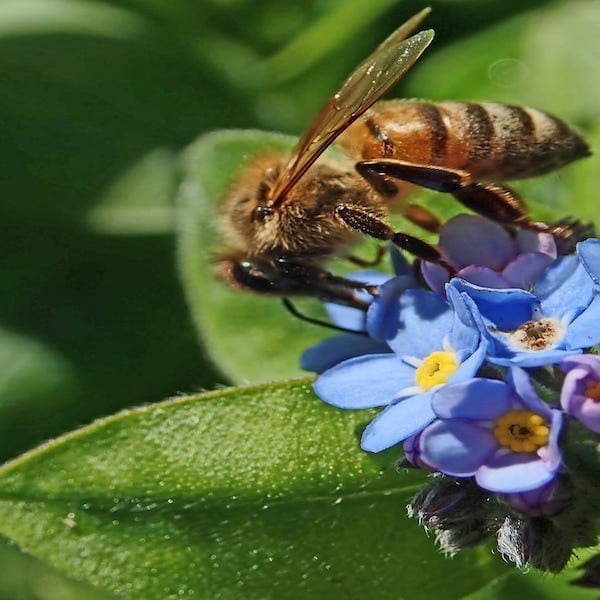 forget me nots seeds