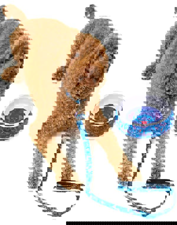 Disney Unisex Blue Stitch Character All Over Print Bowl , Collar , Charm and Lead Gift Set