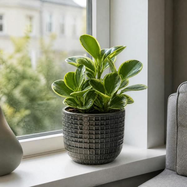 Peperomia Obtusifolia Variegated Radiator Plant 12cm Pot Plants By Post