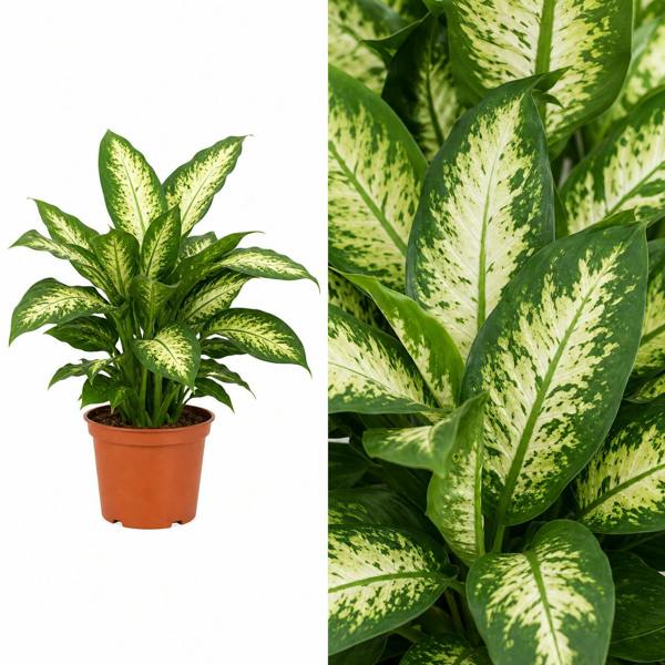 Dieffenbachia Camilla Dumb Cane 12cm Pot Plants By Post