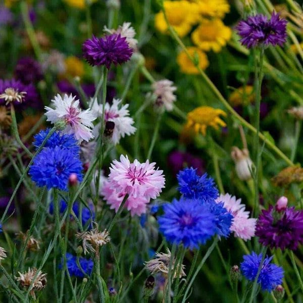 Low growing wildflower lawn alternative seed mix with drought-resistant flowers for sustainable UK gardens.