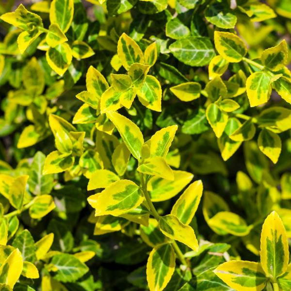 Euonymus Emerald n Gold The Rose Press Garden