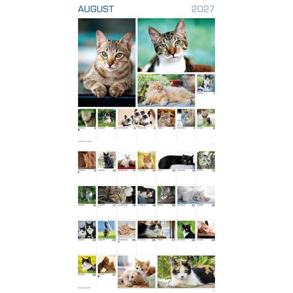 365 Days Of Cats Calendar 2027, Wall Calendars, Month To View, Cats, Gift