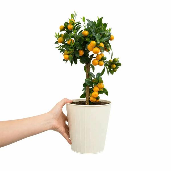 3.4L Calamondin Tree in Decorative Pot Plants By Post