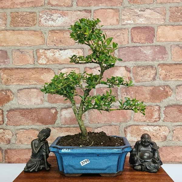 Yorkshire Bonsai Boxwood (Buxus Harlandii) Bonsai Tree | Shaped | In 20cm Pot