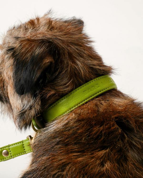 Barc London Wasabi Green Dog Collar