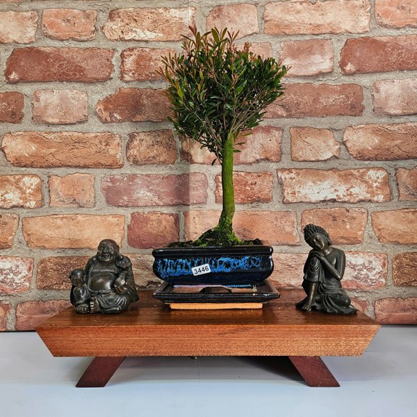Yorkshire Bonsai Brush Cherry (Syzygium) Bonsai Tree | Broom | In 15cm Pot