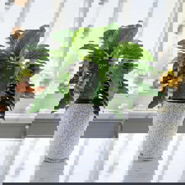 Philodendron White Wave – Indoor Plant | 12cm Pot with Decorative Ceramic Options Plants By Post