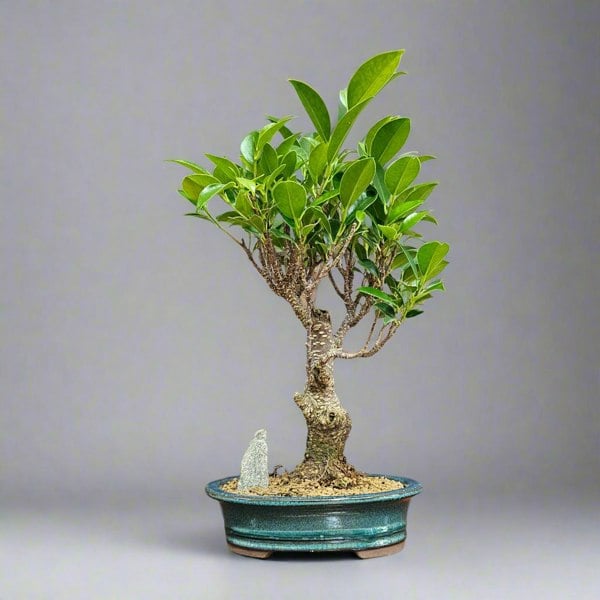 Yorkshire Bonsai Ficus Microcarpa (Banyan Fig) Indoor Bonsai Tree | Broom | In 16cm Pot | Excellent Gift