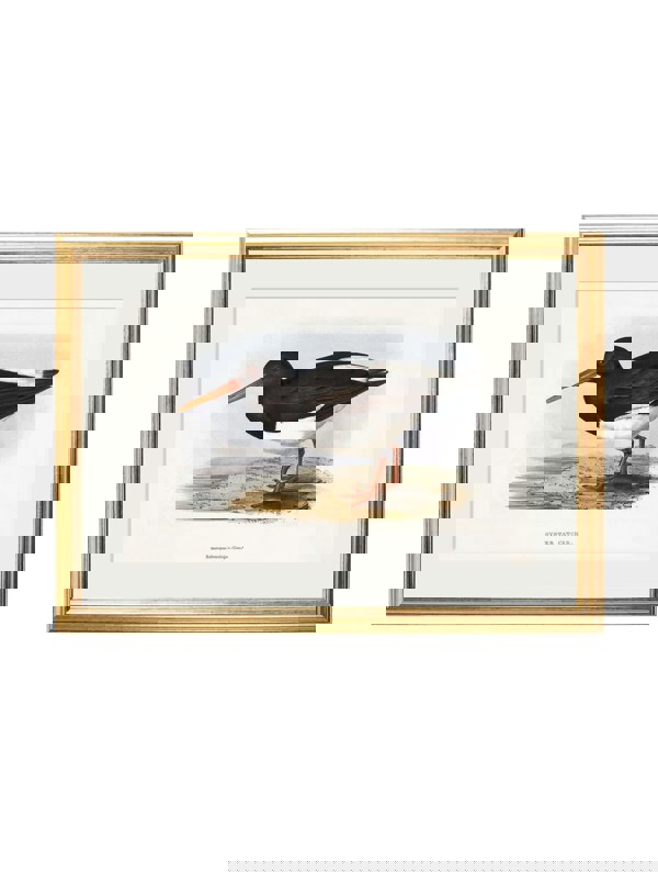 Exceptional Art c.1837's British Coastal Birds