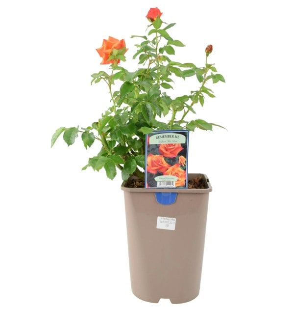 Rose Remember Me Bush 5.5L Plants By Post