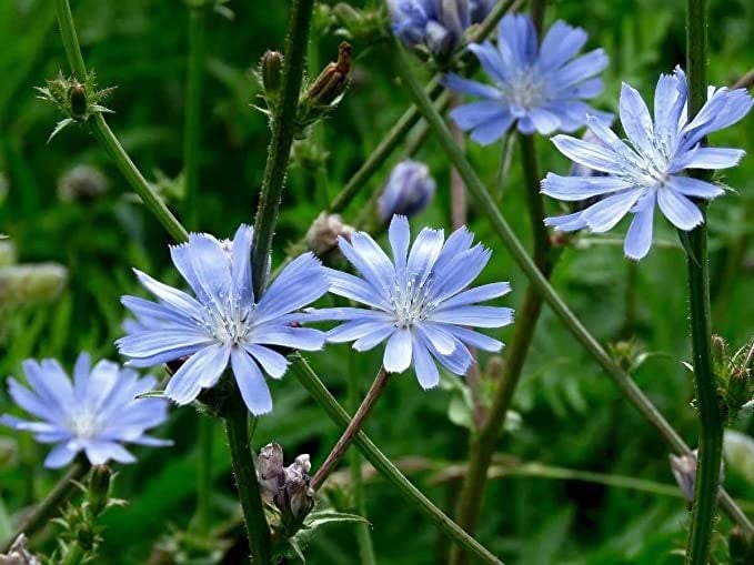 chicory seed for sale