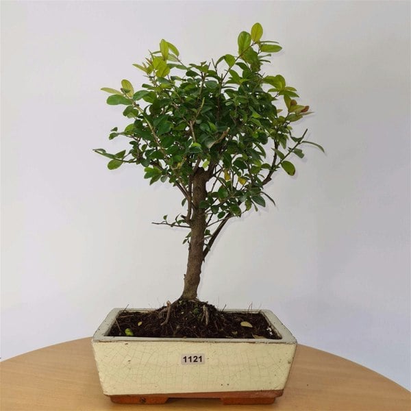 Bird Plum (Sageretia) Bonsai Tree | Broom Style | Height 35cm | In 20cm Pot - Yorkshire Bonsai