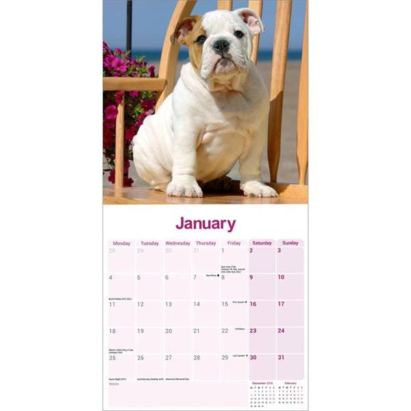 Bulldog Calendar 2027, Wall Calendars, Month To View, Dogs, Gift