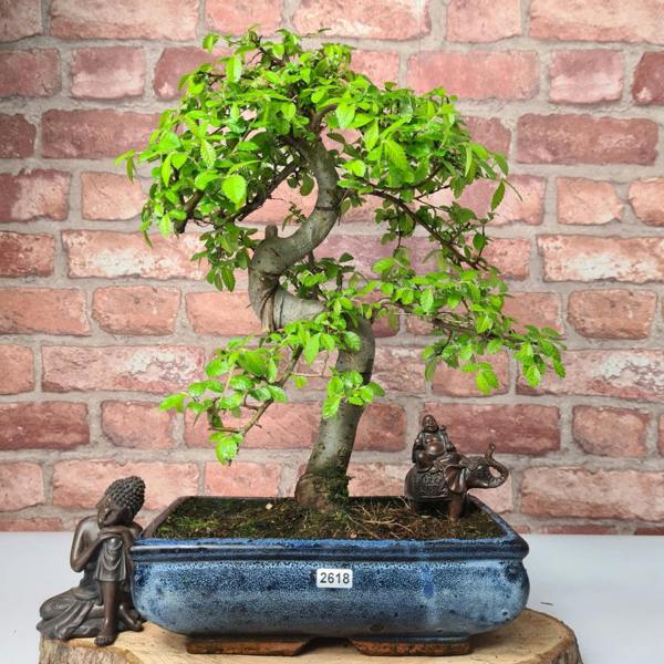 Yorkshire Bonsai Chinese Elm (Ulmus Parvifolia) Bonsai Tree | Shaped | In 25cm Pot