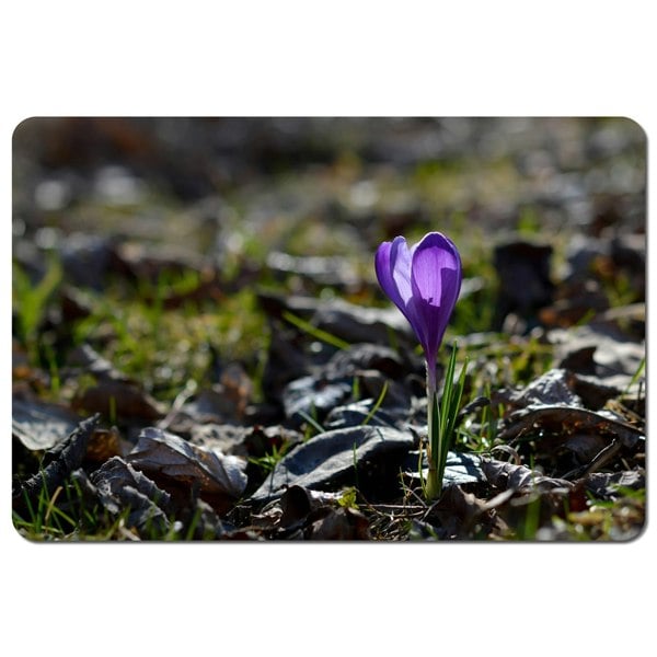 Benjamin Tate Design Purple crocus flowers, Colchicum, in a green grass meadow. Close up spring or autumn flower bloom in nature (Placemat)
