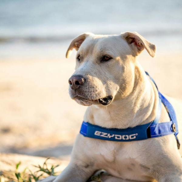 EzyDog Quick Fit Dog Harness in Blue