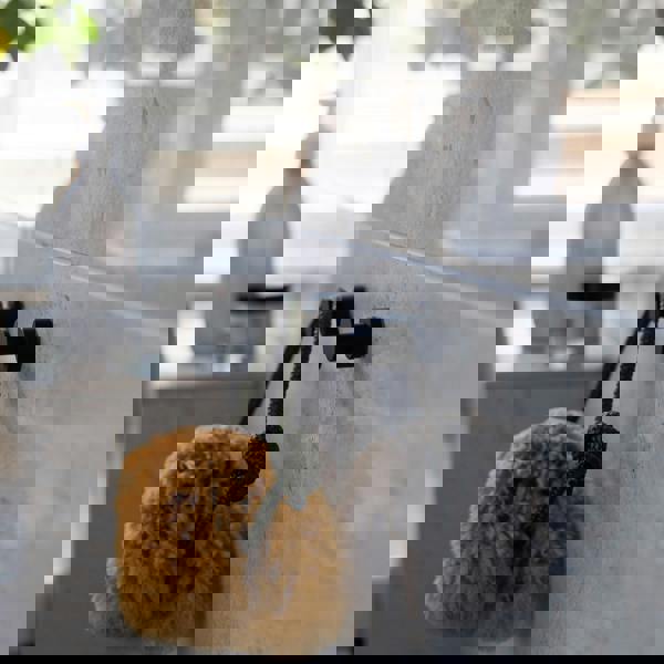 Pair of matt black towel hooks on bathroom wall