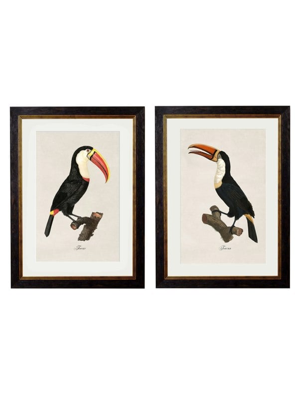 Exceptional Art c.1809 Toucans