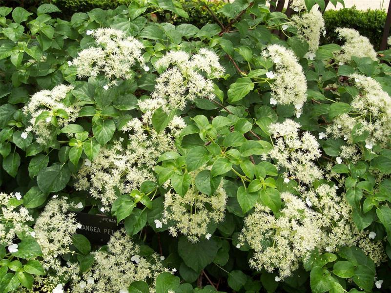 Direct Plants Large Hydrangea Petiolaris Climbing Hydrangea 3-4ft in a 7.5 Litre Pot By Direct Plants