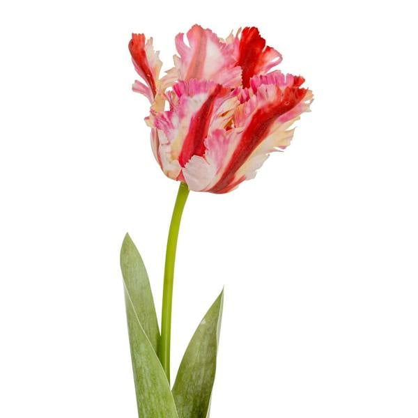 Wyld Haus Set of 3 Artificial Flowers Multi Pink Parrot Tulip Stems