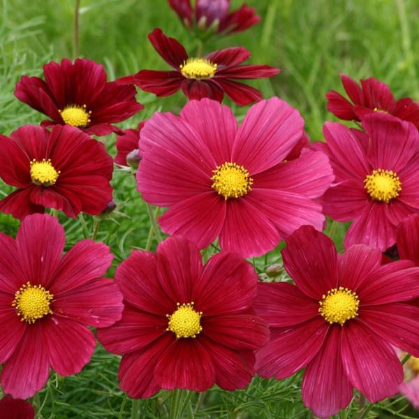 Cosmos bipinnatus Sensation Dazz seeds