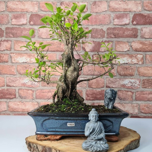 Ficus Microcarpa (Banyan Fig) Indoor Bonsai Tree | Shaped | In 30cm Pot